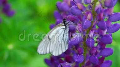 羽扇豆花上的黑色白蝶